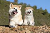 AKITA INU 039